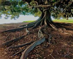 Arbre Et Racines