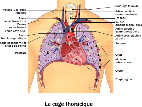 Cage thoracique