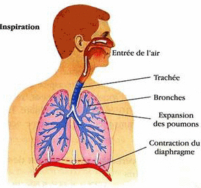 Lorsqu'on inspire, voici comment le diaphragme se comporte