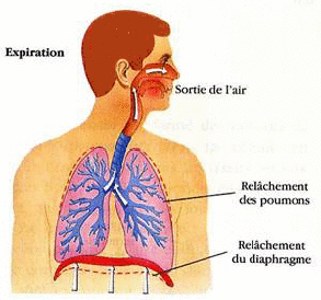 Lorsqu'on expire, voici le diaphragme se comporte